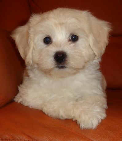 COTON DE TULEAR